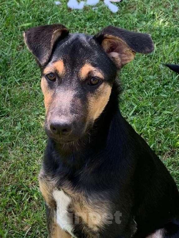 Собаки в Санкт-Петербурге: Щенок, который станет частью вашего сердца Девочка, Бесплатно - фото 2