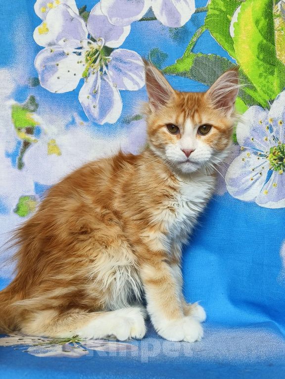 Кошки в Москве: Котёнок Мейн-Кун Девочка Девочка, 50 000 руб. - фото 4