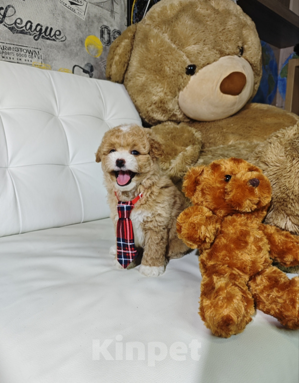 Собаки в Москве: Мальтипу мальчик в типе Тедди 🐻 Мальчик, 150 000 руб. - фото 1