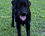 Собаки в Ижевске: Пропала черная собака лабрадор Девочка, Бесплатно - фото 2
