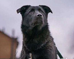 Собаки в Москве: Смолли Девочка, Бесплатно - фото 3