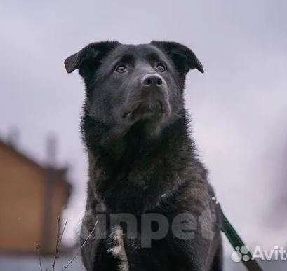 Собаки в Москве: Смолли Девочка, Бесплатно - фото 3