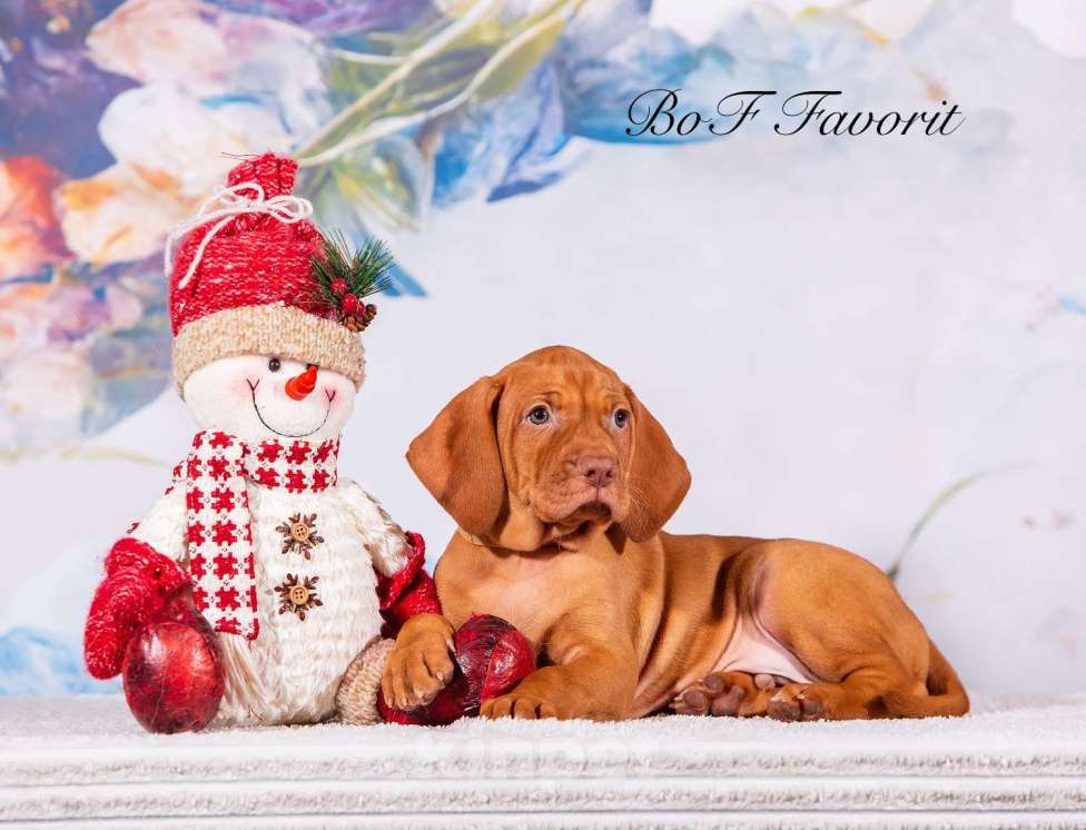 Собаки в Ярославле: Beauty of Fire Favorit Мальчик, 90 000 руб. - фото 4