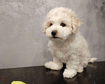 Собаки в Мытищах: щенки Бишон Фризе Мальчик, 70 000 руб. - фото 6