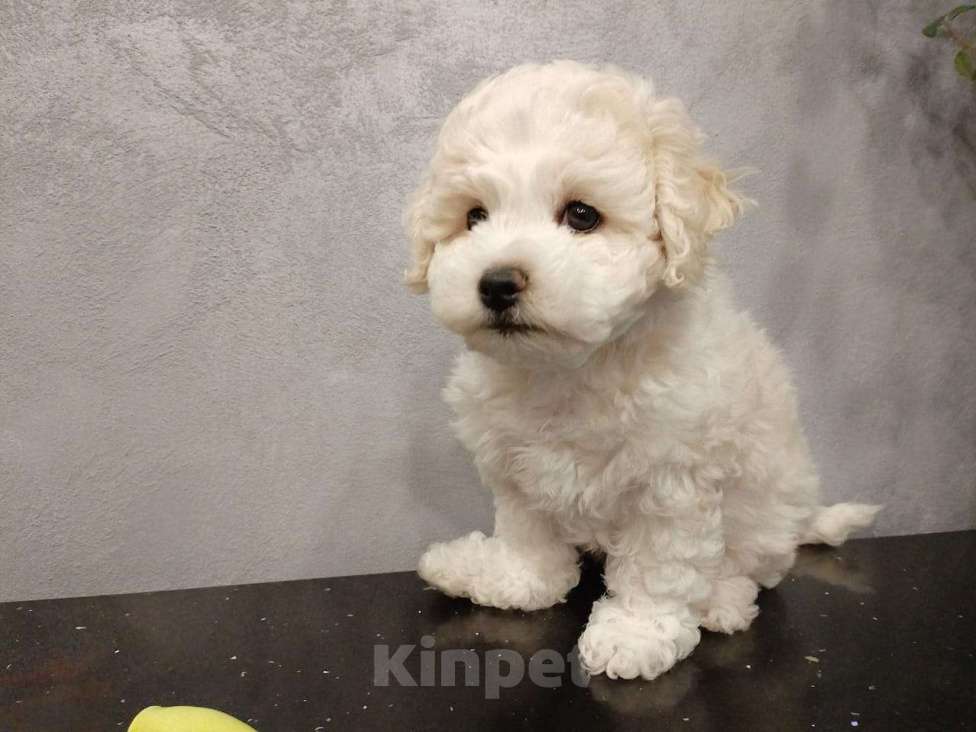 Собаки в Мытищах: щенки Бишон Фризе Мальчик, 70 000 руб. - фото 6