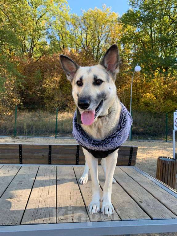 Собаки в Воронеже: Моника, метис восточно-европейской овчарки Девочка, Бесплатно - фото 4