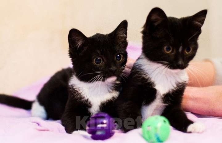Кошки в Москве: Очаровательные маркизные котята в добрые руки Девочка, 1 руб. - фото 4