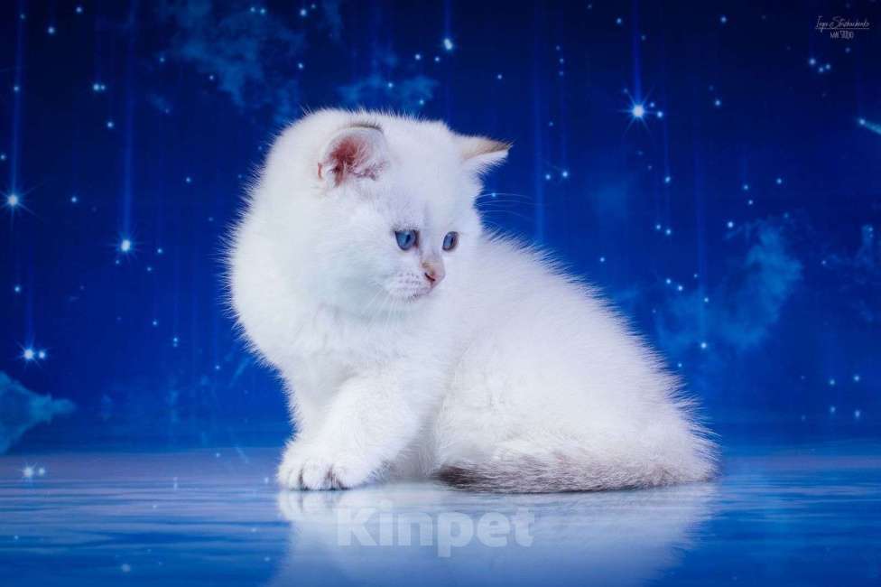 Кошки в Петрозаводске: Шотландские котята золотая шиншилла в поинтовом окрасе Мальчик, 37 000 руб. - фото 5