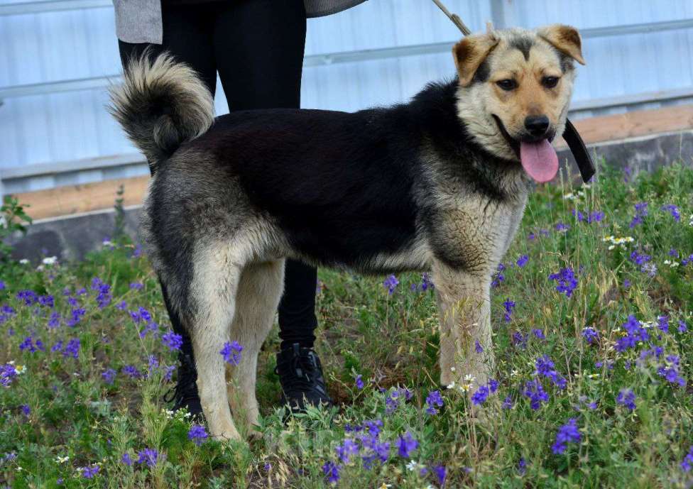 Собаки в Воронеже: Гриша ищет семью Мальчик, Бесплатно - фото 2