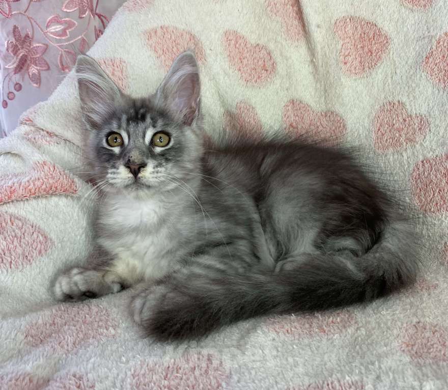 Кошки в Дмитрове: Черная серебристая мраморная девочка мейн кун Cindy Девочка, 20 000 руб. - фото 4