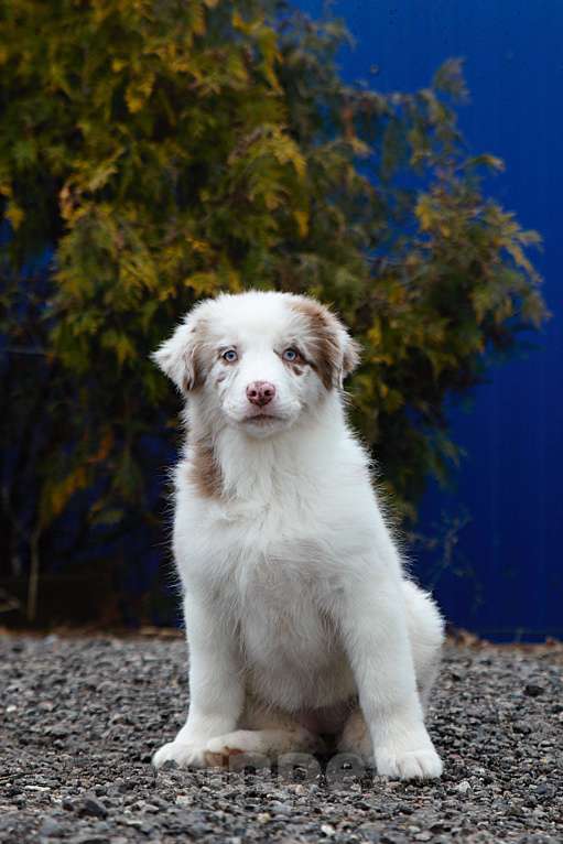 Собаки в других городах Владимирской области: щенки австралийской овчарки Девочка, 60 000 руб. - фото 4
