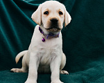 Собаки в Москве: Лабрадор-ретривер, щенок Мальчик, Бесплатно - фото 5