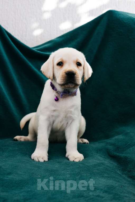 Собаки в Москве: Лабрадор-ретривер, щенок Мальчик, Бесплатно - фото 5