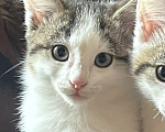Кошки в Москве: Котенок в добрые руки Мальчик, Бесплатно - фото 1