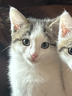 Котенок в добрые руки
