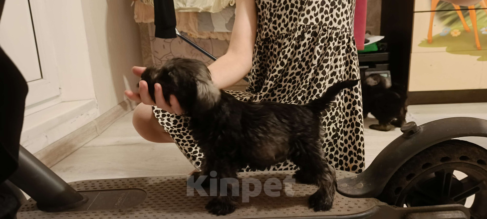 Собаки в Москве: Щенки цвергшнауцера Мальчик, 65 000 руб. - фото 1