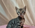 Кошки в других городах Свердловской области: Бенгальский котёнок Девочка, Бесплатно - фото 3