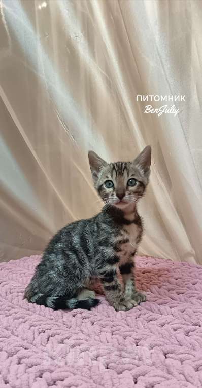 Кошки в других городах Свердловской области: Бенгальский котёнок Девочка, Бесплатно - фото 3
