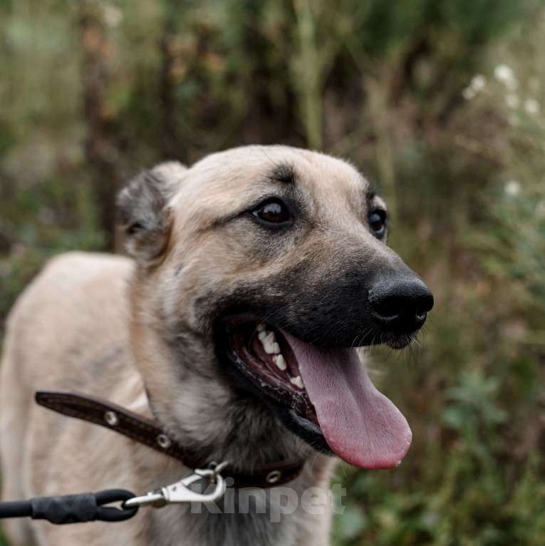 Собаки в Москве: Персиваль Мальчик, Бесплатно - фото 5