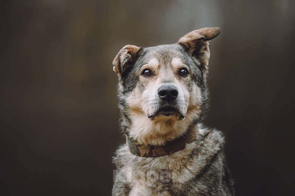 Собаки в Москве: Пожилой пес в добрые руки Мальчик, Бесплатно - фото 3