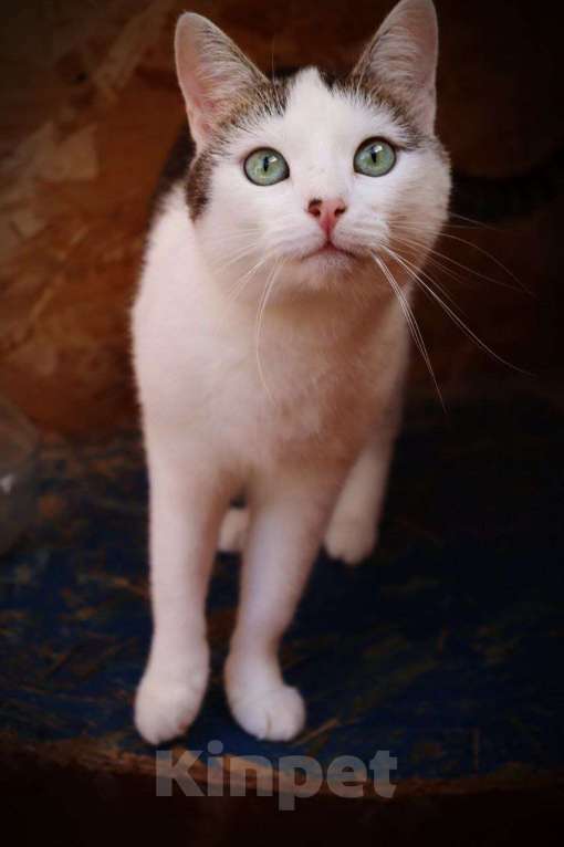 Кошки в Люберцах: Чуда ждет вас — лапочка Лапа ищет свой дом! Девочка, Бесплатно - фото 7