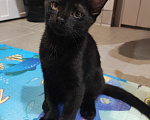 Кошки в Сочи: Очаровательный котик ищет дом! 🐱🐾 Мальчик, Бесплатно - фото 1