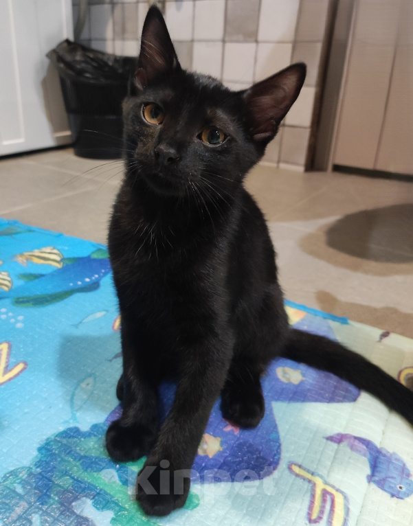 Кошки в Сочи: Очаровательный котик ищет дом! 🐱🐾 Мальчик, Бесплатно - фото 1