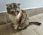Кошки в Москве: Домашняя трехцветная шотландская кошечка Чуля ищет дом Девочка, Бесплатно - фото 1