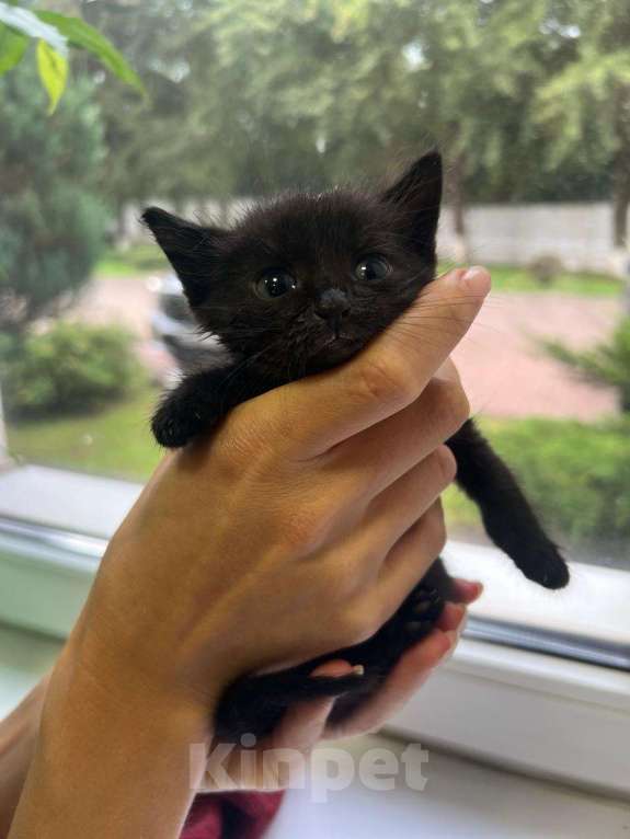 Кошки в Москве: Котята в добрые руки Мальчик, Бесплатно - фото 4