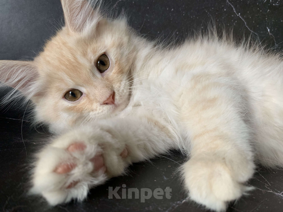 Кошки в Челябинске: Котенок Курильский бобтейл Мальчик, 35 000 руб. - фото 1