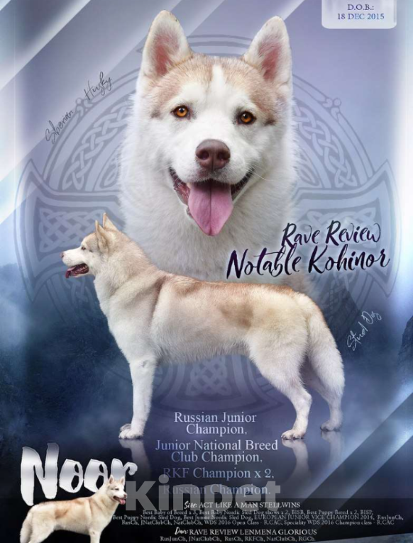 Собаки в Екатеринбурге: Щенки сибирской хаски РКФ Девочка, 45 000 руб. - фото 3