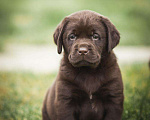 Собаки в Москве: Лабрадор шоколадный, девочка мальчик, РКФ Мальчик, 60 000 руб. - фото 4
