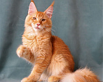 Кошки в Мытищах: Котенок Мейн-кун Мальчик, 40 000 руб. - фото 7