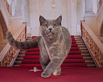 Кошки в Санкт-Петербурге: Котенок Царица в добрые руки Девочка, Бесплатно - фото 1