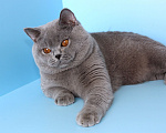 Кошки в Ульяновске: Британский голубой кот Мальчик, Бесплатно - фото 6