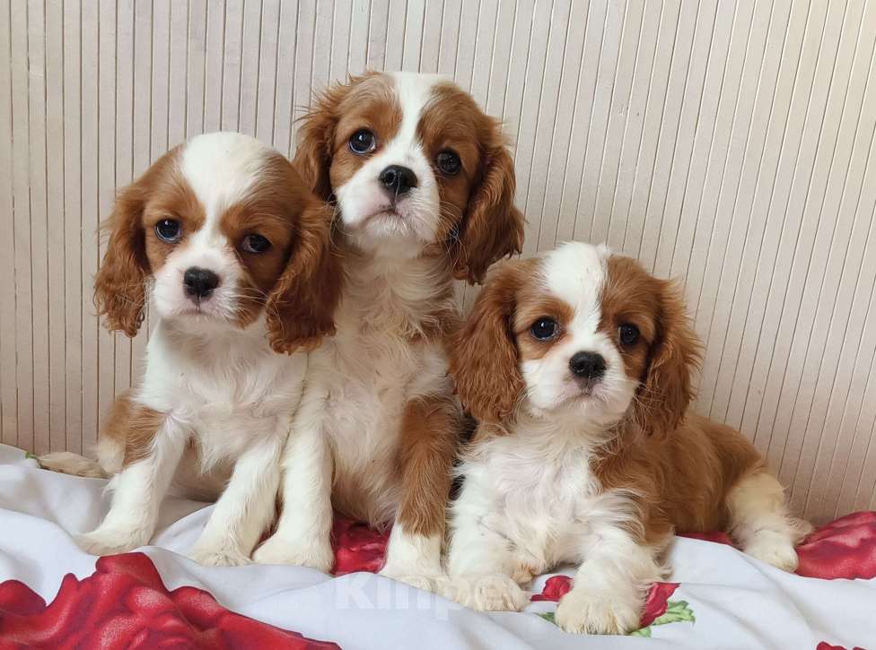 Собаки в Москве: Щенки Кавалер Кинг ЧарльзДевочки 2,5 мес. Девочка, 70 000 руб. - фото 3