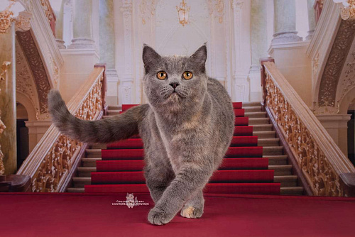 Объявление: Котенок Царица в добрые руки, Бесплатно, Санкт-Петербург