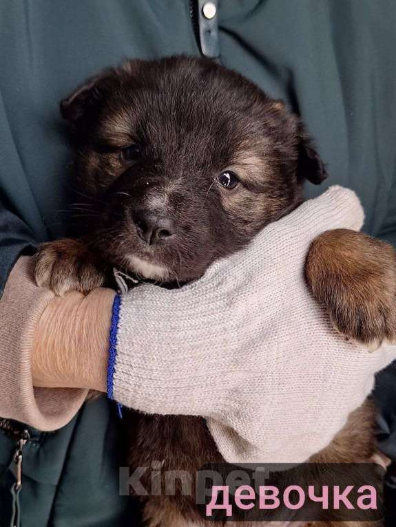 Собаки в Химках: Маленькие пушистые комочки счастья ищут свой дом! Разнополые, Бесплатно - фото 10