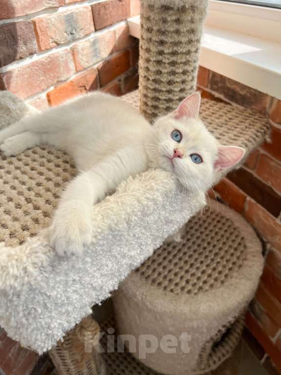 Кошки в Москве: Британская золотая шиншилла колор-пойнт Мальчик, 45 000 руб. - фото 4