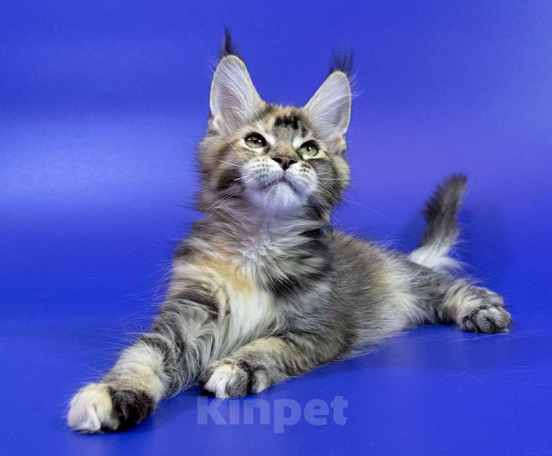 Кошки в Москве: Котенок мейн кун Девочка, Бесплатно - фото 6