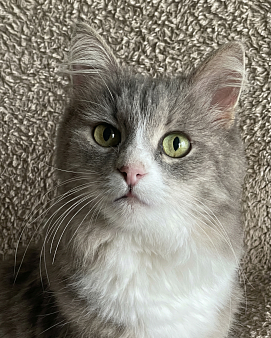 Буся в добрые руки