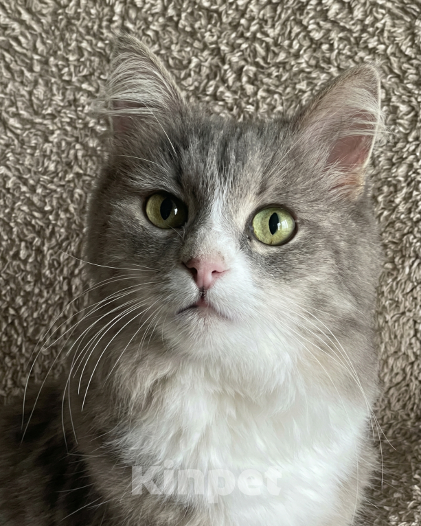 Кошки в Москве: Буся в добрые руки Девочка, Бесплатно - фото 1