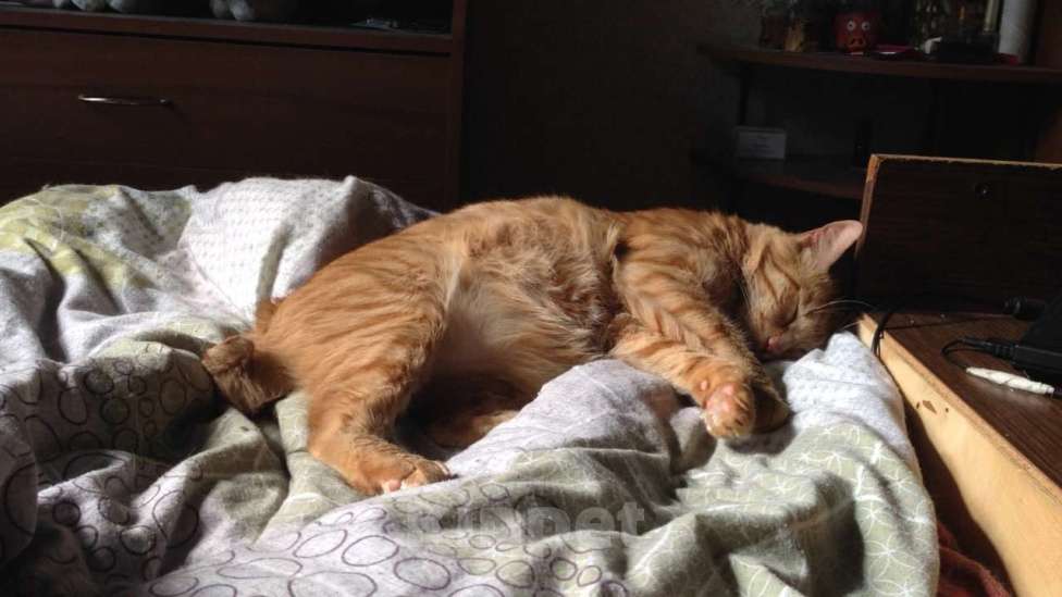 Кошки в Москве: бобтейл метис остался без хозяина Мальчик, 100 руб. - фото 2