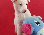 Собаки в Санкт-Петербурге: Неописуемой красоты белый щенок Мальчик, Бесплатно - фото 3