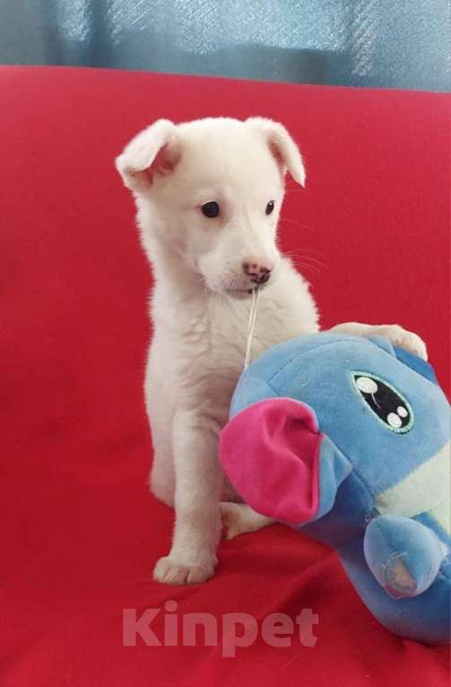 Собаки в Санкт-Петербурге: Неописуемой красоты белый щенок Мальчик, Бесплатно - фото 3