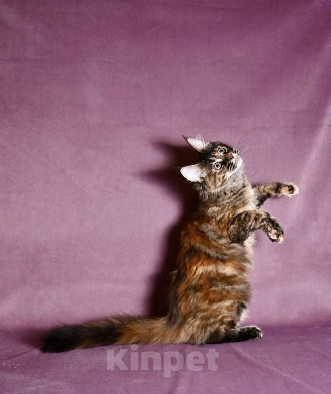 Кошки в Саратове: Мейн Кун Девочка, 50 000 руб. - фото 3