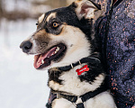 Собаки в Москве: Самая позитивная собака  Девочка, Бесплатно - фото 4
