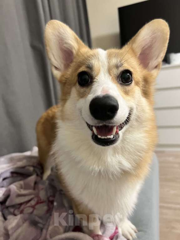 Собаки в Москве: Отдам девочку корги в самые добрые руки Девочка, Бесплатно - фото 3