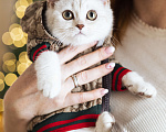 Кошки в Санкт-Петербурге: Шотландский котенок Мальчик, 199 000 руб. - фото 9