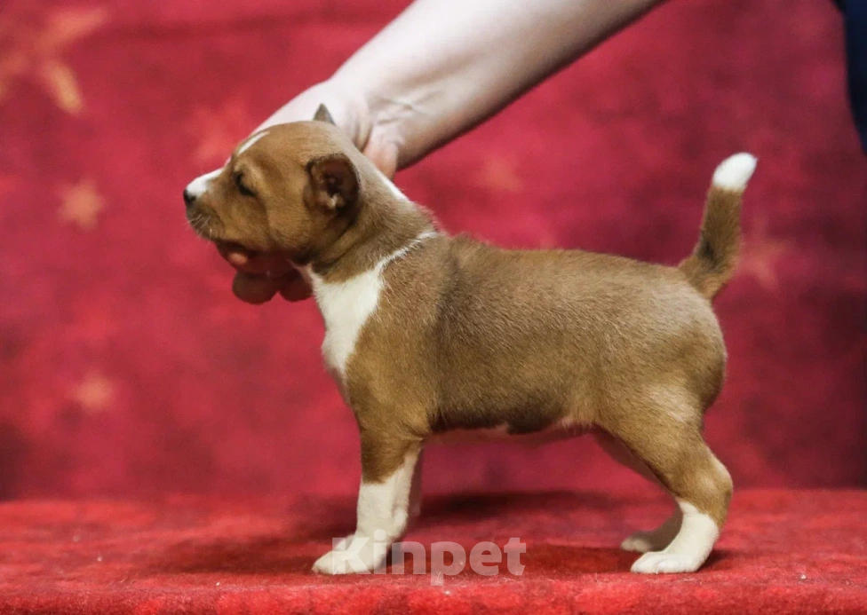 Собаки в Санкт-Петербурге: Девочка басенджи  Девочка, Бесплатно - фото 3